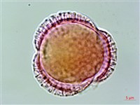 著生珊瑚樹藏品圖，第2張