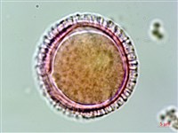 著生珊瑚樹藏品圖，第3張