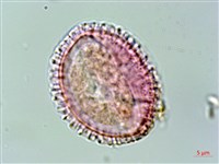 著生珊瑚樹藏品圖，第4張