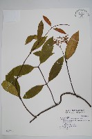 小錦蘭藏品圖，第1張