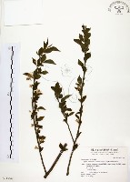 烏皮九芎、奮起湖野茉莉藏品圖，第1張