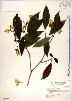 華八仙藏品圖，第1張