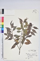 珍珠花、長尾葉越橘藏品圖，第1張