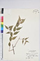 白珠樹藏品圖，第1張