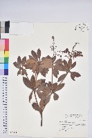 臺灣馬醉木藏品圖，第1張