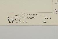 裸花鹼蓬藏品圖，第3張