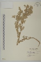 臺灣濱藜藏品圖，第1張