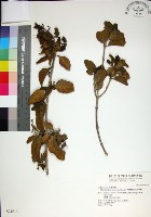 苦林盤藏品圖，第1張