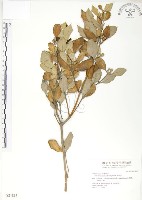 海茄苳藏品圖，第1張