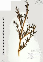 海馬齒藏品圖，第1張