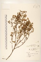 光梗闊苞菊藏品圖，第1張