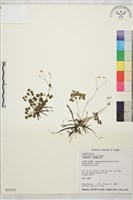 臺灣唐松草、臺灣鐵大烏藏品圖，第1張