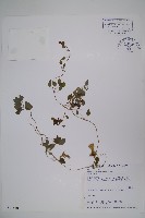 玉山山奶草藏品圖，第1張