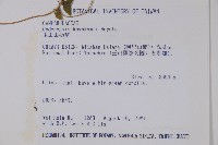 玉山山奶草藏品圖，第2張