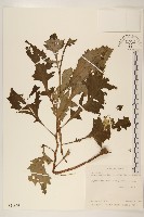 黃花三七草藏品圖，第1張