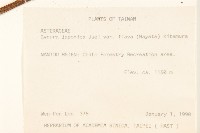 黃花三七草藏品圖，第2張