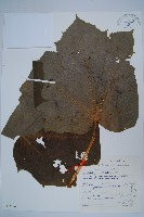 刺參藏品圖，第1張