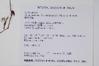 蘭嵌馬藍藏品圖，第2張