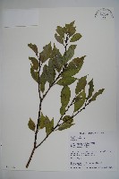 臺灣糊樗藏品圖，第1張