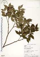 內苳子藏品圖，第1張