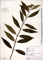 華八仙藏品圖，第1張