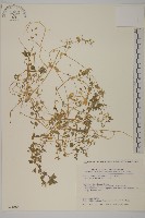 繁縷藏品圖，第1張