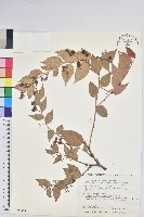 白珠樹藏品圖，第1張