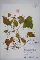 水鴨腳藏品圖，第1張