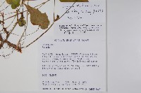 水鴨腳藏品圖，第2張