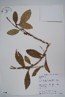 毬蘭藏品圖，第1張