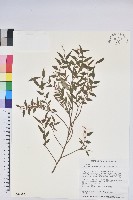 毛蕊花藏品圖，第1張