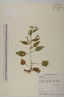 貴州天名精藏品圖，第1張