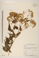 登錄號:S021890藏品圖，第1張