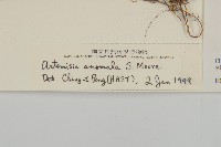 珍珠蒿、奇蒿藏品圖，第3張