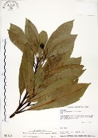 大葉楠藏品圖，第1張