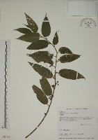 山黃麻藏品圖，第1張