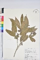 狹葉櫟藏品圖，第1張