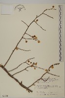 大葉南蛇藤藏品圖，第1張