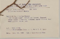 大葉南蛇藤藏品圖，第2張