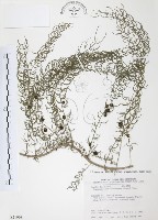 天門冬藏品圖，第1張