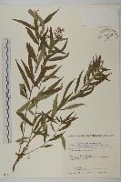 臺灣馬蘭藏品圖，第1張