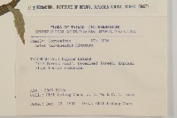 臺灣馬蘭藏品圖，第2張