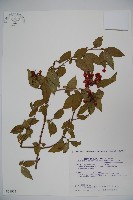 狹葉莢迷藏品圖，第1張