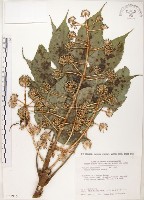 臺灣八角金盤藏品圖，第1張