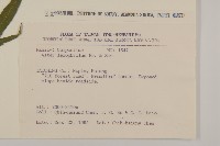 山白蘭藏品圖，第2張