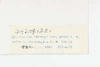 小葉高汨菜藏品圖，第3張