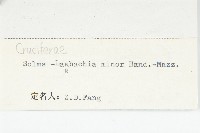 細葉萊菔藏品圖，第3張