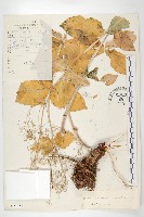 雲南紅景天藏品圖，第1張