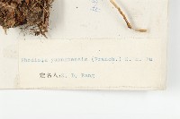 雲南紅景天藏品圖，第3張