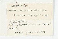 粗糙紅景天藏品圖，第3張